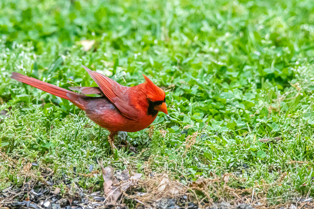 Backyard Birds NH-2237.jpg